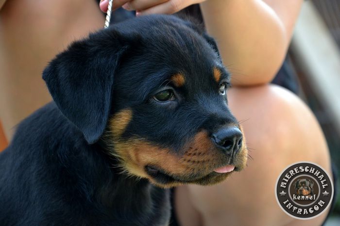 Rottweiler de vanzare