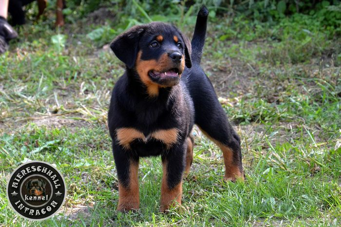 Rottweiler de vanzare