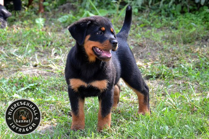 Rottweiler de vanzare