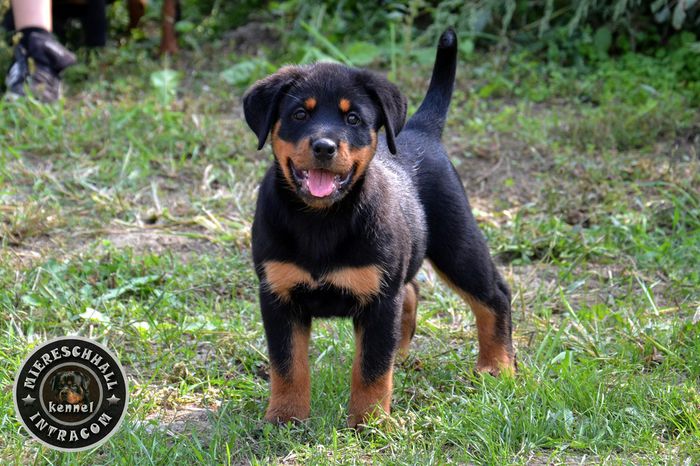 Rottweiler de vanzare