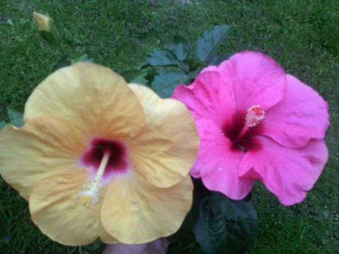 Adonicus yellow&Adonicis pink