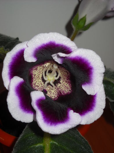 kAISER WILHEM - 1GLOXINIA-2015