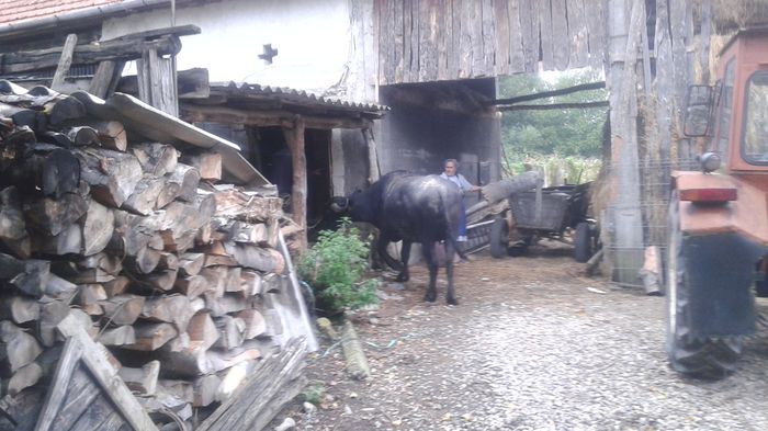 034; Aici baga unul in grajd pentru a fata
