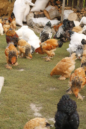 _MG_8212 - Tineret septembrie 2015