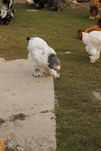 _MG_8216 - Tineret septembrie 2015