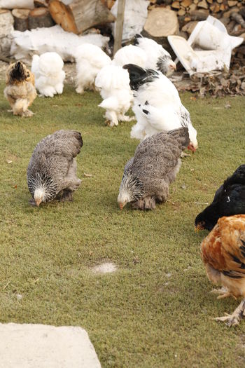 _MG_8225 - Tineret septembrie 2015