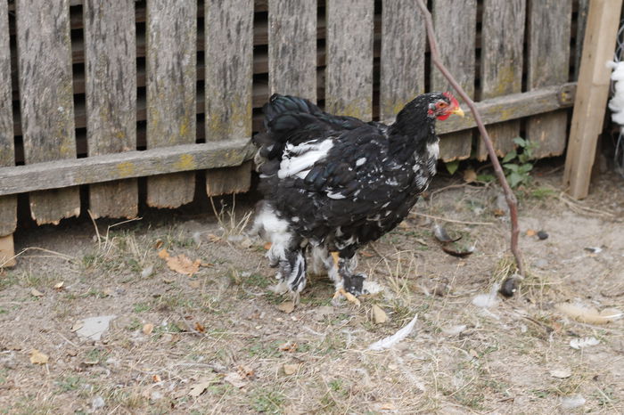 _MG_8228 - Tineret septembrie 2015