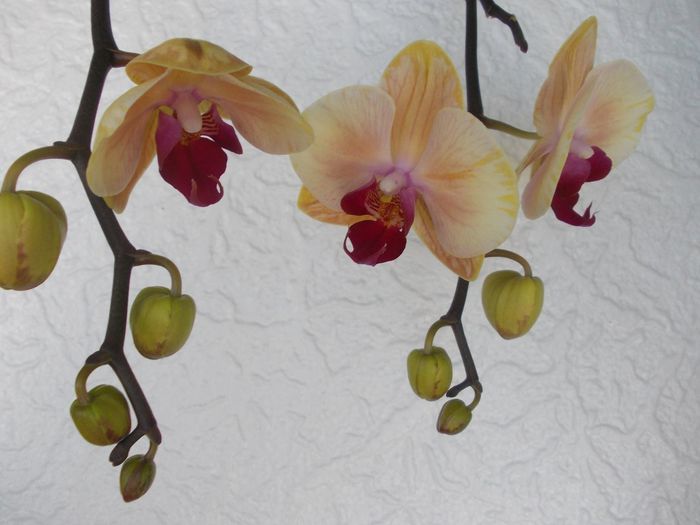 10373141_1614284672119808_2539153901216879957_o