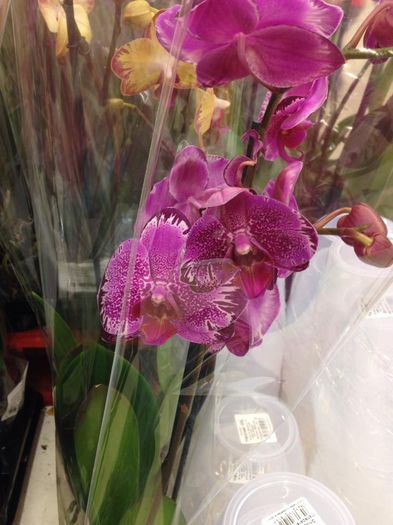 11998472_884467448288604_35262872_n