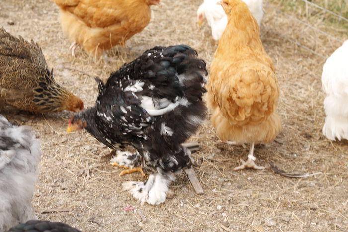 _MG_8243 - Tineret septembrie 2015