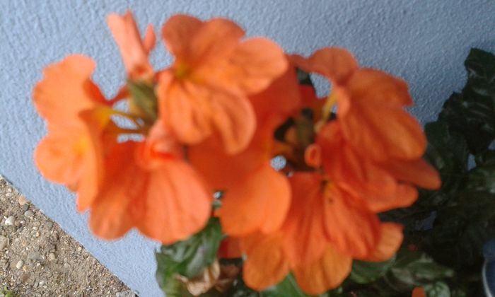 20150919_181940 - dragostea  de natura