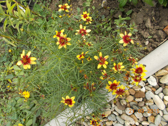 COREOPSIS ROUTE 66