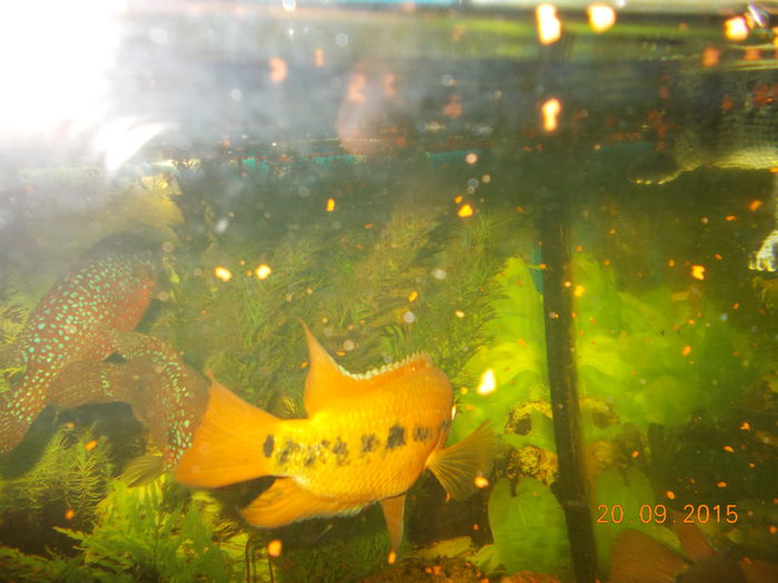 DSCN2859 - PESTISORII MEI