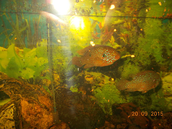 DSCN2864 - PESTISORII MEI