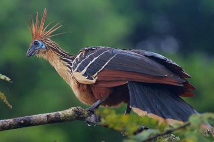 hoatzin-bird-showing-bright-plumage