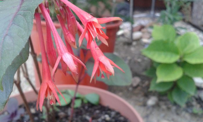 20150919_182039 - dragostea  de natura
