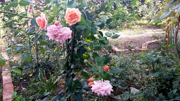 Geisha ca un pomisor - Gradina rozelor Toamna 2015