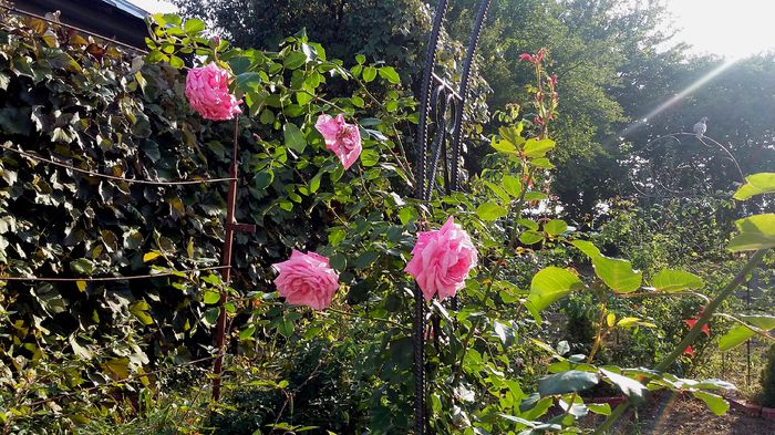 Coral Down_il recomand - Gradina rozelor Toamna 2015