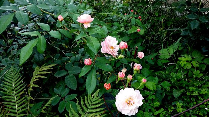 Cornelia _thornless - Gradina rozelor Toamna 2015