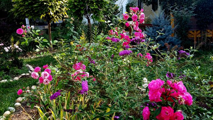 Elmshorne vine din urma !