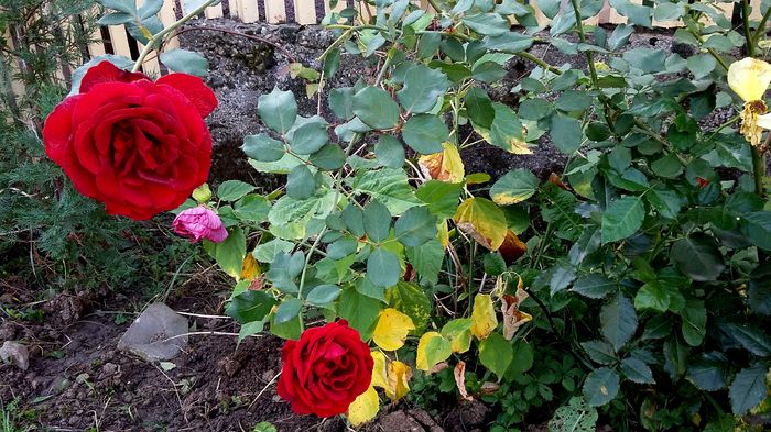 Don Juan flori putine dar mari !