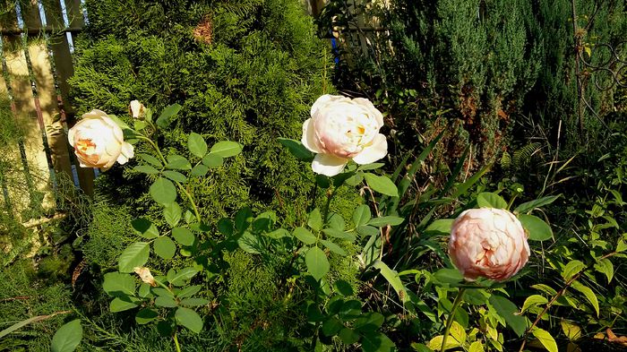 Jude DObscure, inca nu-i cum ar putea...