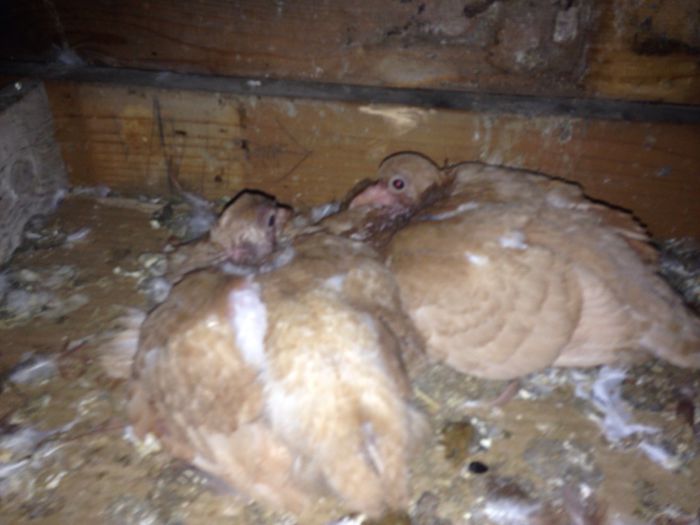 tot noi.. - Pui 2015