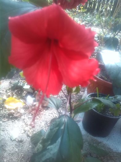 1442908865086 - hibiscus surinam