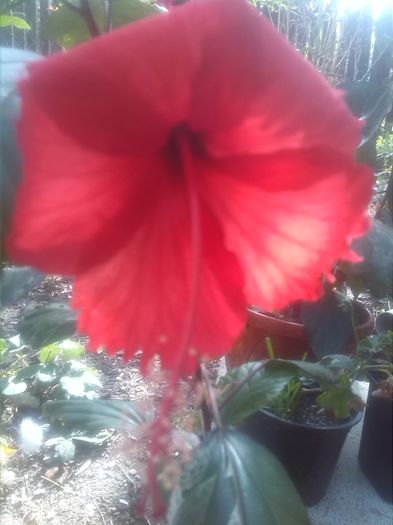 1442908879002 - hibiscus surinam