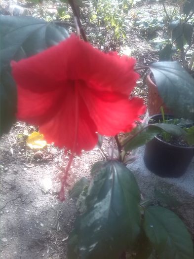 1442908891116 - hibiscus surinam