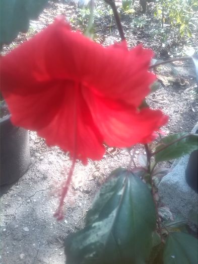 1442908963251 - hibiscus surinam