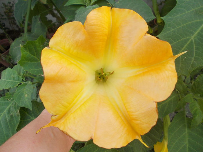 DSCN6281 - brugmansia si datura 2015