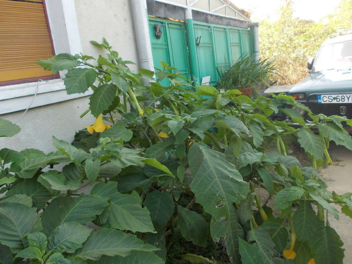 DSCN6282 - brugmansia si datura 2015