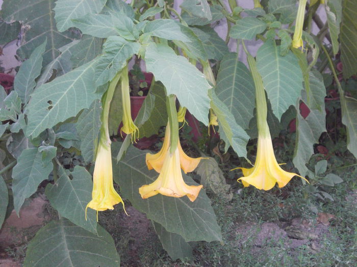 DSCN6291 - brugmansia si datura 2015