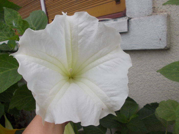 DSCN6332 - brugmansia si datura 2015