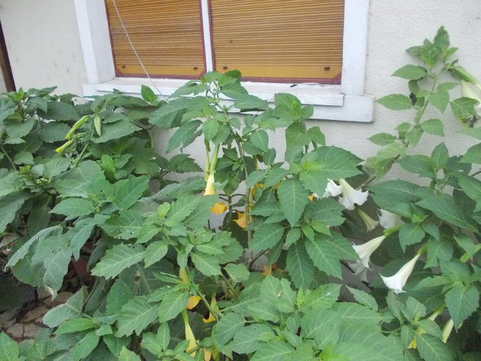 DSCN6333 - brugmansia si datura 2015