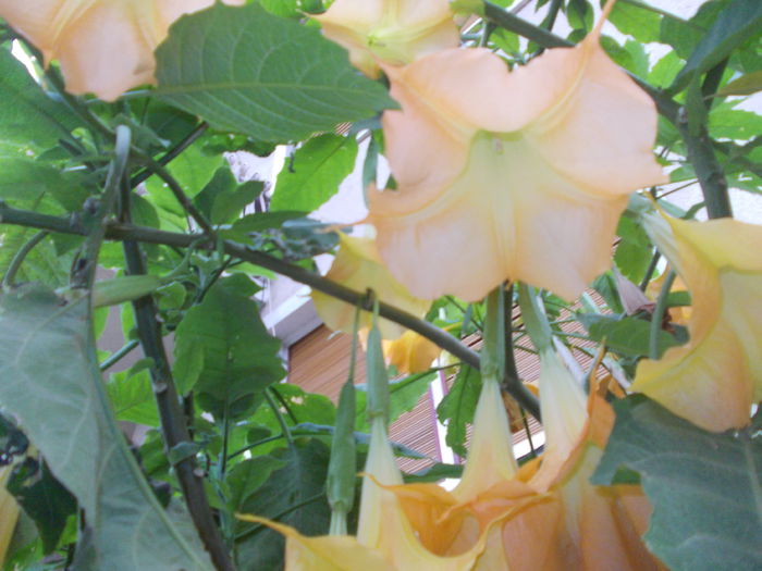 DSCN6338 - brugmansia si datura 2015