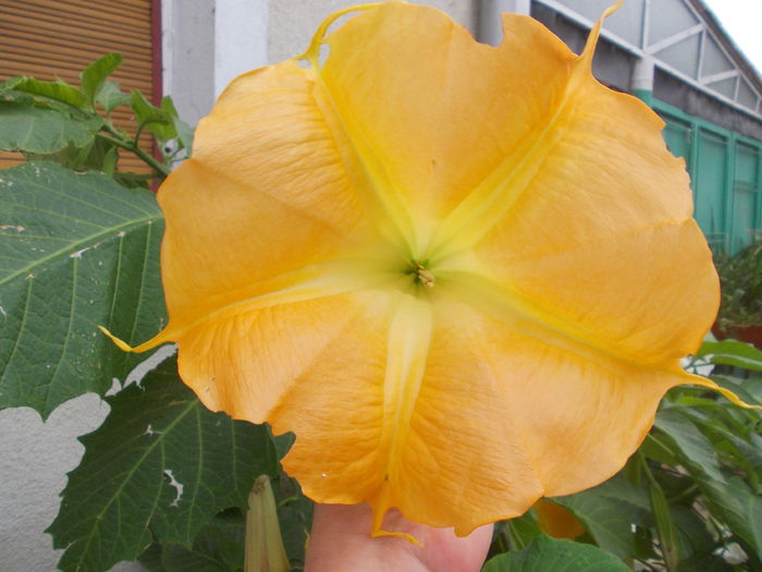 DSCN6339 - brugmansia si datura 2015