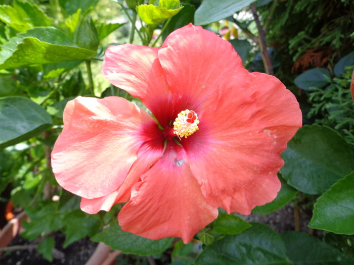DSC00279