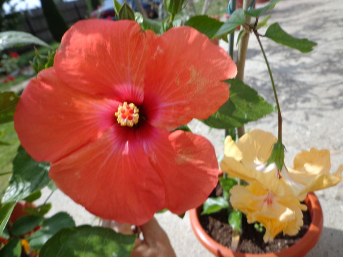 DSC00282