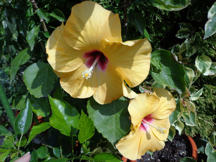 DSC00284 - HIBISCUS  2015