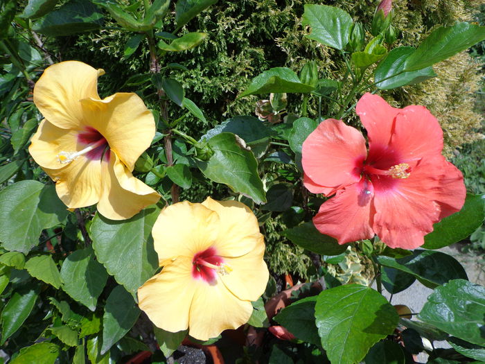 DSC00286 - HIBISCUS  2015