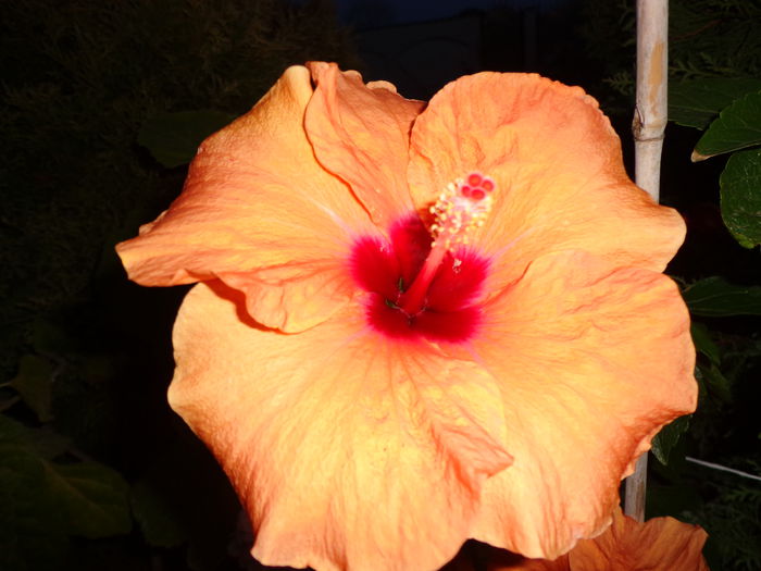 DSC00304