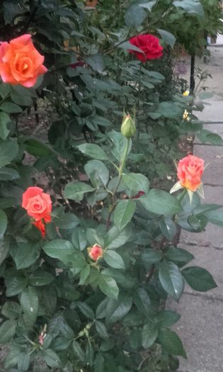 20150921_193026