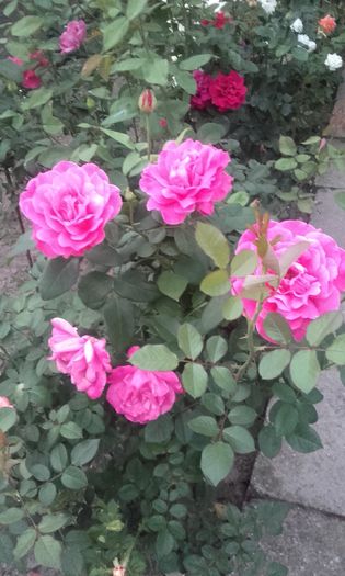 20150921_193131