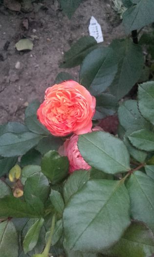 20150921_193202