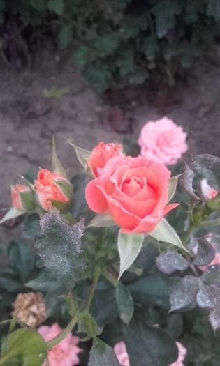 20150921_193215