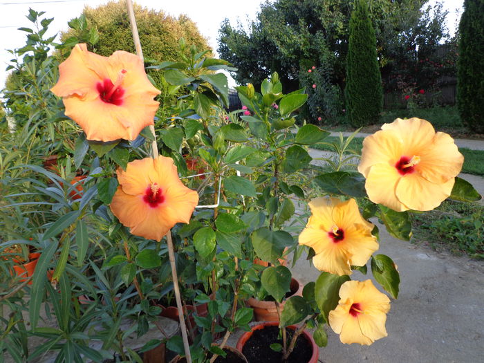 DSC00325 - HIBISCUS  2015