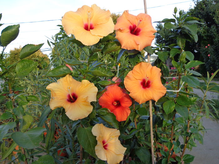 DSC00330