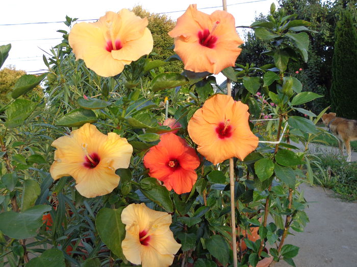 DSC00331